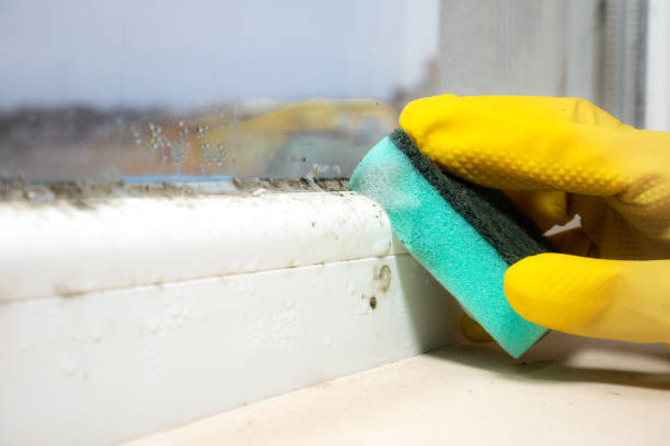 Best Emergency Mold Remediation in Pocono Woodland Lakes, PA